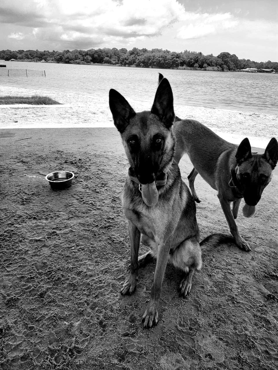 Two dogs sitting near a lake shoreline