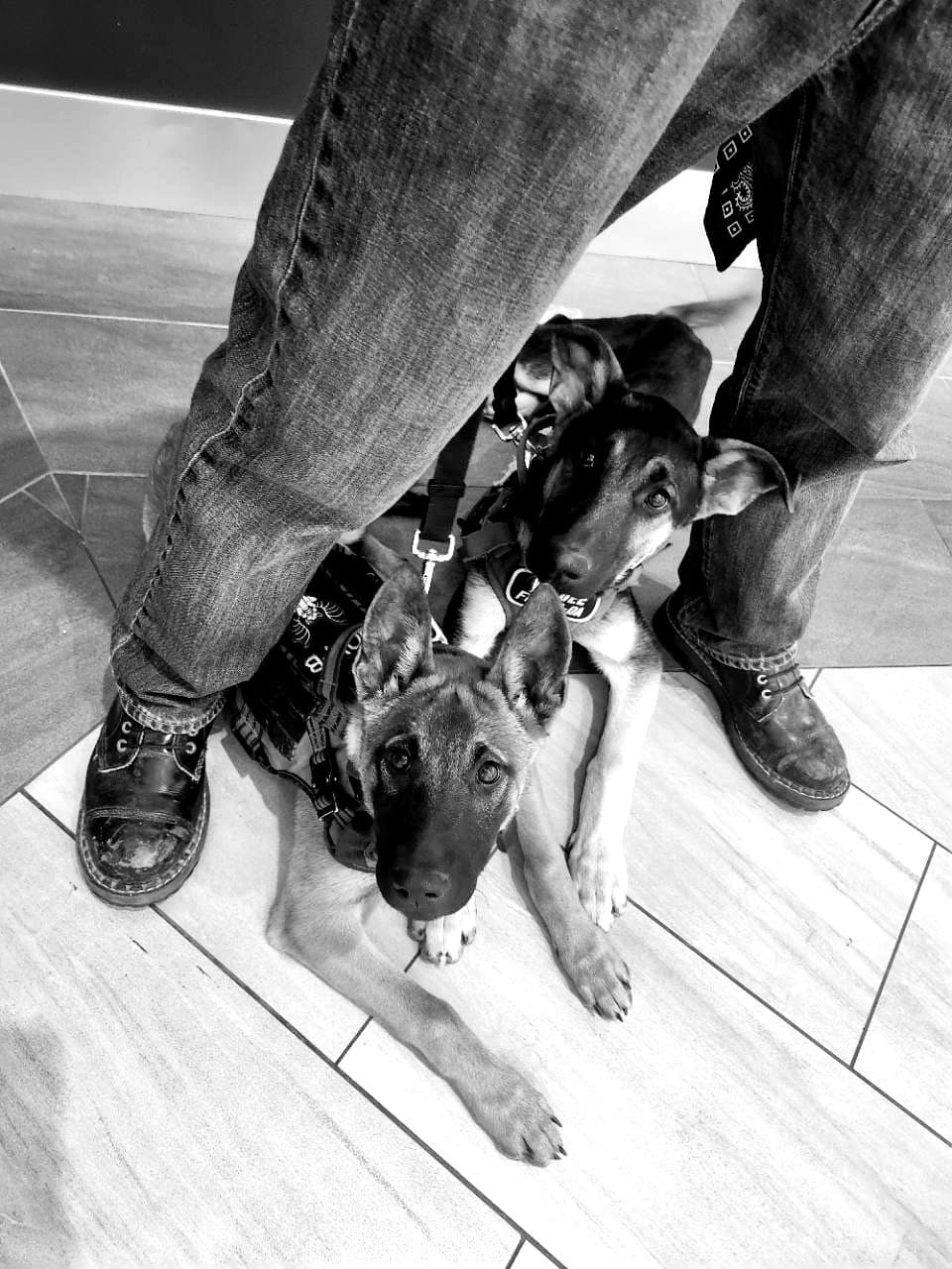 Two young dogs settling beside a handler's legs