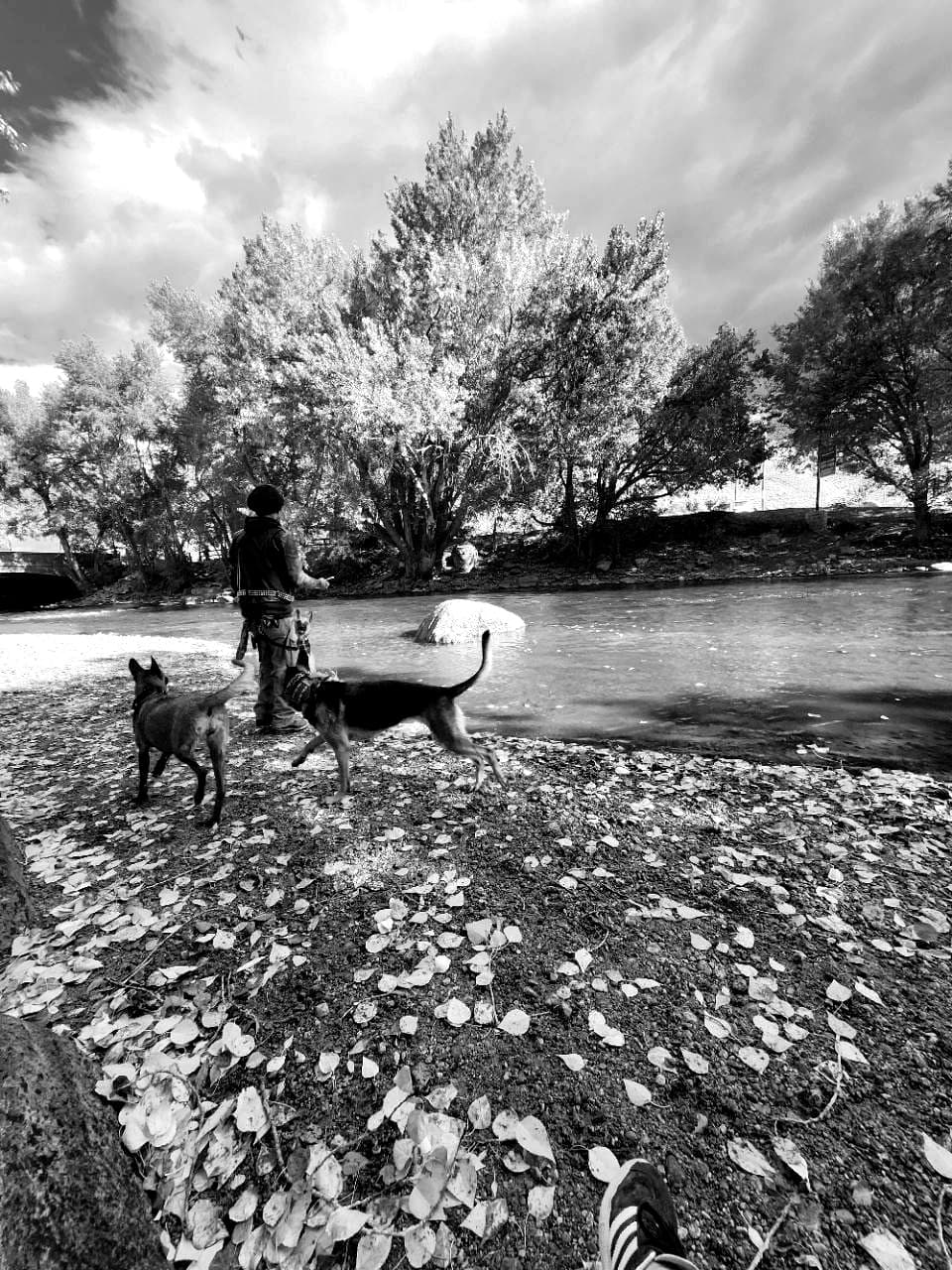 A handler walking two dogs near a river in autumn