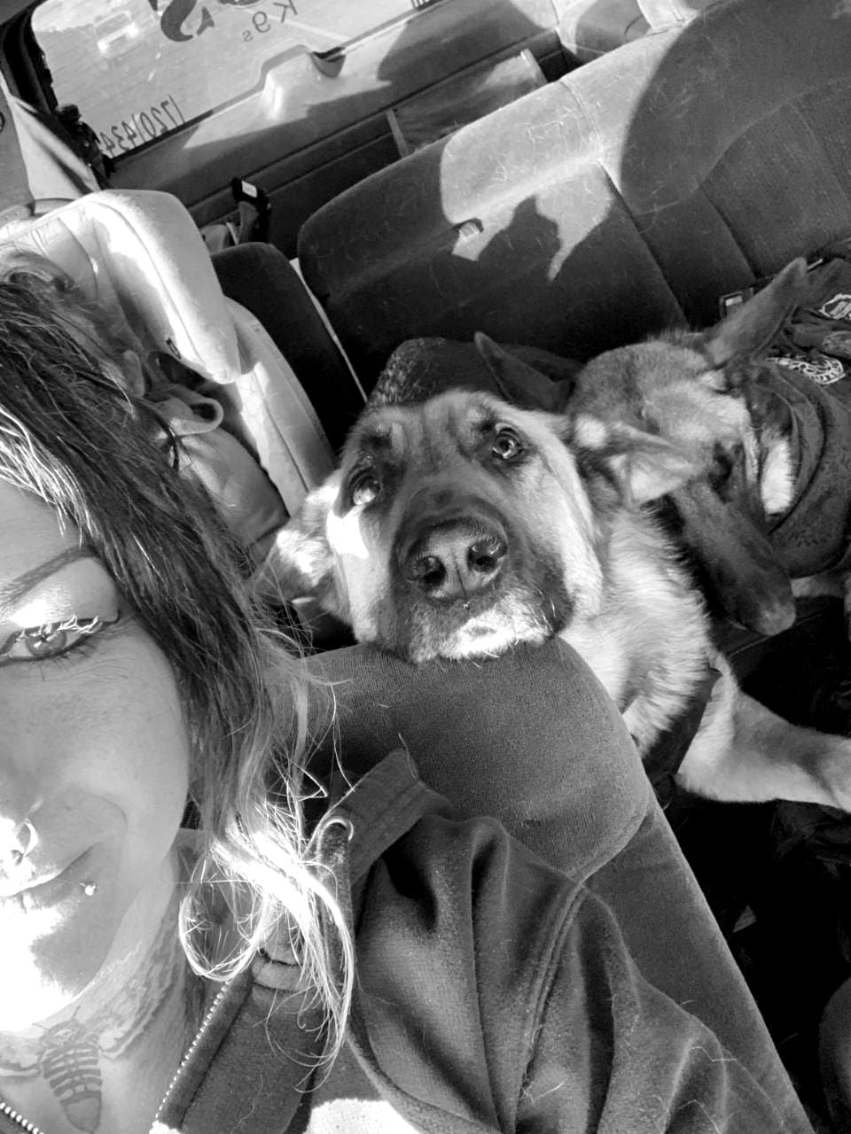 Athena riding with dogs in a vehicle