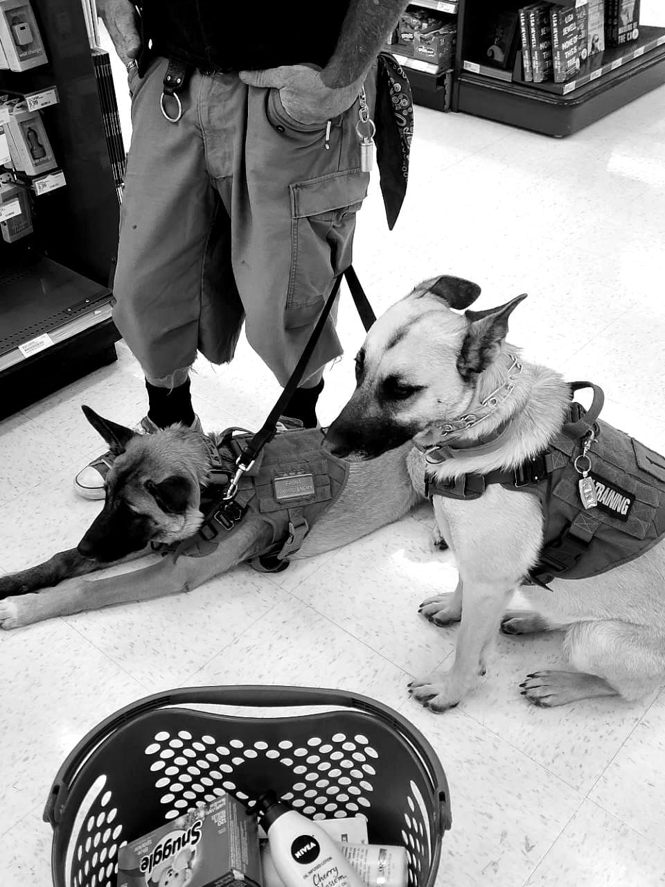 Two dogs practicing calm behavior in a store aisle
